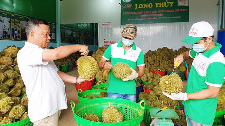 Sầu riêng từ Công ty Long Thủy đã vượt qua được những rào cản kỹ thuật chặt chẽ để xuất khẩu thành công.