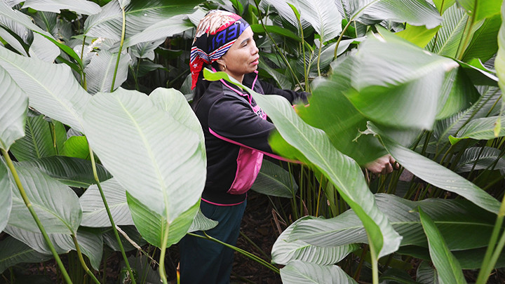 Vườn lá dong của chị Dương Thị Oanh dưới tán rừng keo. 