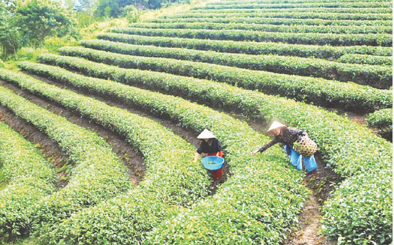 Hái chè bằng tay ở HTX chè xanh Minh Sáng, xã Hùng Sơn, huyện Anh Sơn.