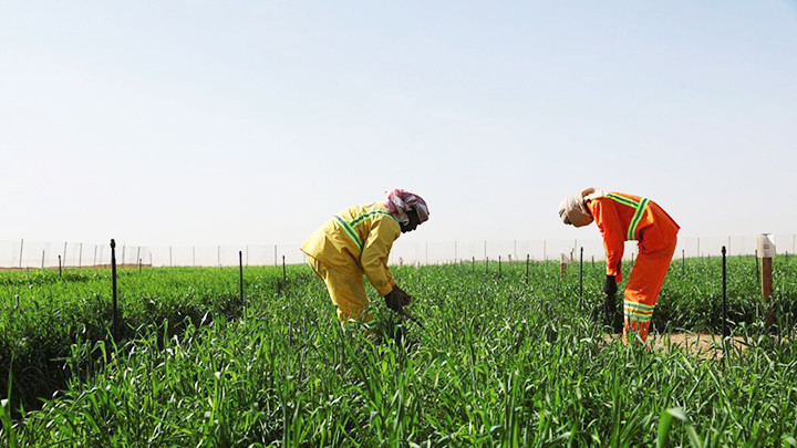 Cánh đồng lúa mì ở UAE đang thử nghiệm giai đoạn một. Ảnh: GETTY IMAGES