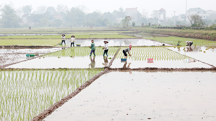Cấy sớm ngày rét nàng Bân.
