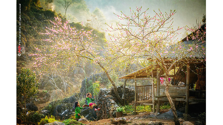 Cây đào ở Lao Xa. Ảnh: LÊ VIỆT KHÁNH