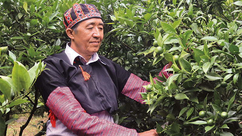 Ông Hàng A Sở bên vườn mận của gia đình.