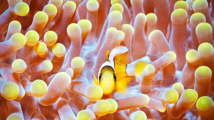 Cá rạn san hô Hòn Mun. Ảnh: PHẠM HUY TRUNG