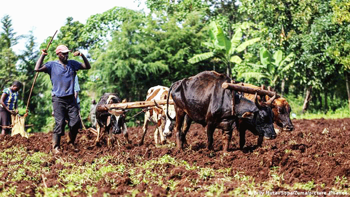 Người nông dân được hỗ trợ để canh tác cây lương thực. Ảnh: DW