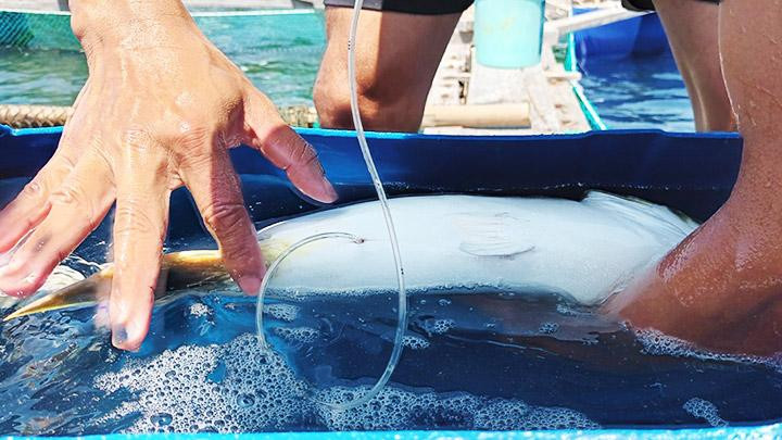 Dùng ống thử trứng để con giống đạt chất lượng tốt nhất.