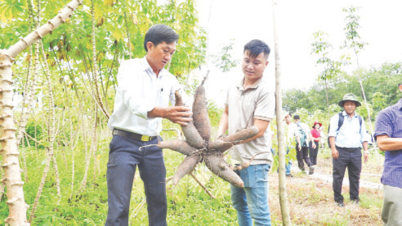Các chuyên gia, nhà nông đi thực tế tại vùng trồng sắn kháng bệnh khảm lá. 