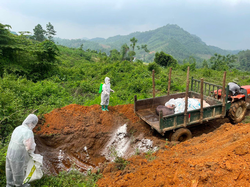 Tiêu hủy lợn nhiễm bệnh tại thị trấn Phủ Thông, huyện Bạch Thông. Ảnh: THU TRANG