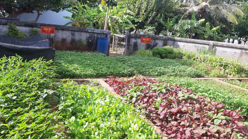 Vườn rau ở Trường Sa lớn.