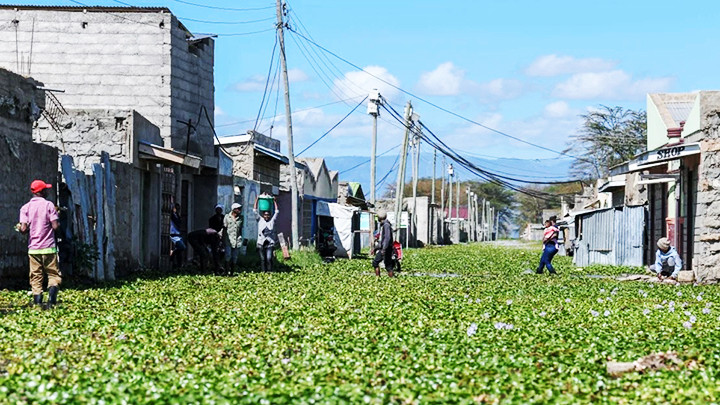 Bèo tây mọc kín sông hồ ở Kenya. Ảnh: GETTY IMAGES