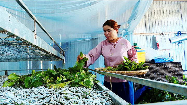Trồng dâu nuôi tằm trên khay tại Hợp tác xã Dâu tằm Đạ M’Rông, huyện Đam Rông (Lâm Đồng).