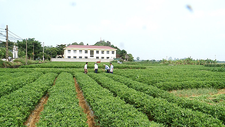 Một cánh đồng xen canh ở Hợp tác xã Quảng Bình.