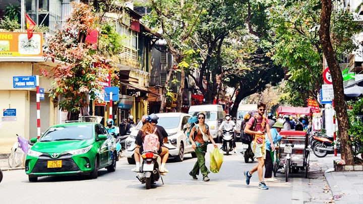 Biển cấm ô-tô đặt khuất sau cây, thường xuyên bị xe đỗ trả khách che khuất trên tuyến đường Hàng Bông, quận Hoàn Kiếm (Hà Nội).