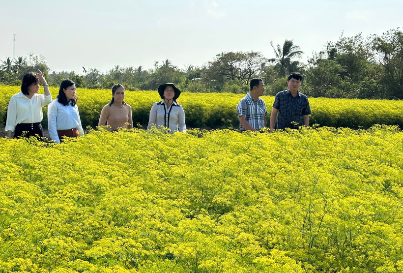 Nhiều hộ Khmer ở xã Vĩnh Trạch Đông, thành phố Bạc Liêu trồng các loại rau thơm đem lại hiệu quả kinh tế cao. (Ảnh: TRỌNG DUY)