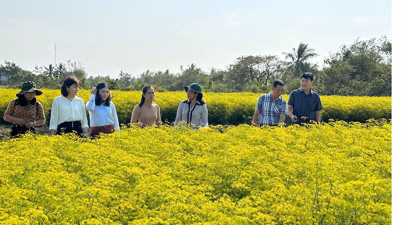 Nhiều hộ Khmer ở xã Vĩnh Trạch Đông (thành phố Bạc Liêu) trồng các loại rau thơm đem lại hiệu quả kinh tế cao. Ảnh: TRỌNG DUY