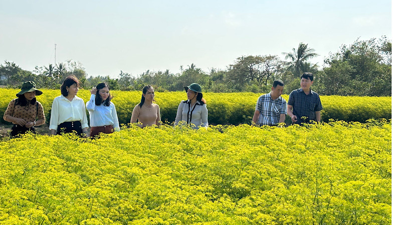 Nhiều hộ Khmer ở xã Vĩnh Trạch Đông (thành phố Bạc Liêu) trồng các loại rau thơm đem lại hiệu quả kinh tế cao. Ảnh: TRỌNG DUY