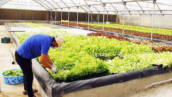 Thu hoạch rau thủy canh. Ảnh: DAILY NEWS EGTPT