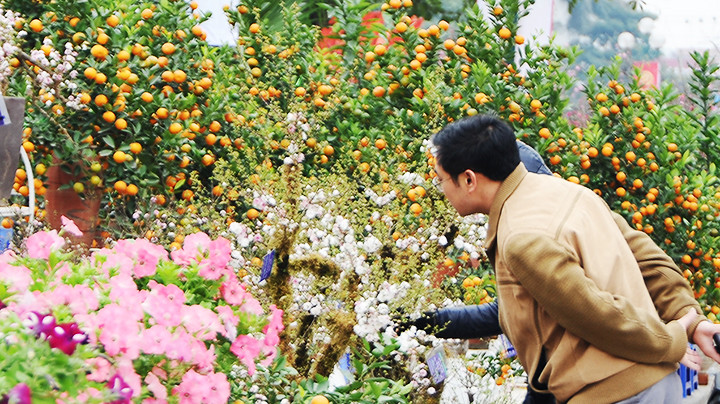 Lựa chọn hoa Tết. Ảnh: NAM NGUYỄN