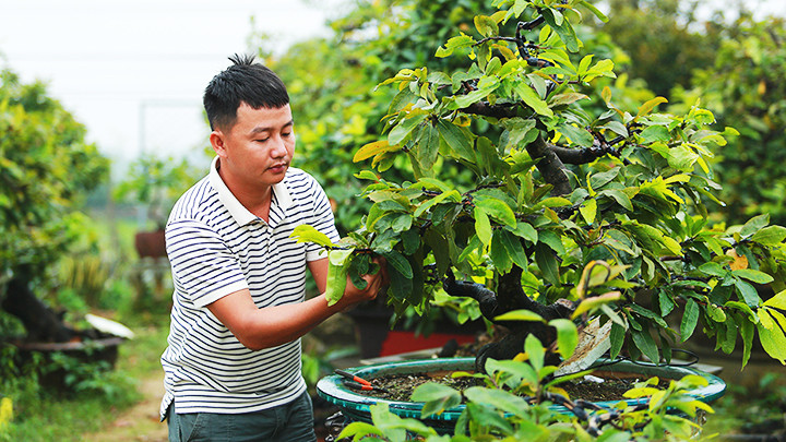 Anh Phi Trường bên các gốc hoàng mai của gia đình.