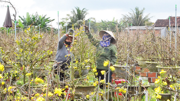 Xã Nhơn An có số hộ trồng mai nhiều nhất tỉnh Bình Định.