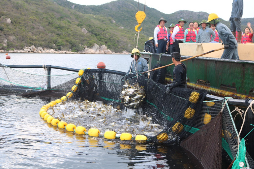 Nghề nuôi trồng thủy sản trong đó có nuôi biển đóng vai trò quan trọng đối với lĩnh vực thủy sản của Việt Nam cũng như sự phát triển kinh tế-xã hội. 