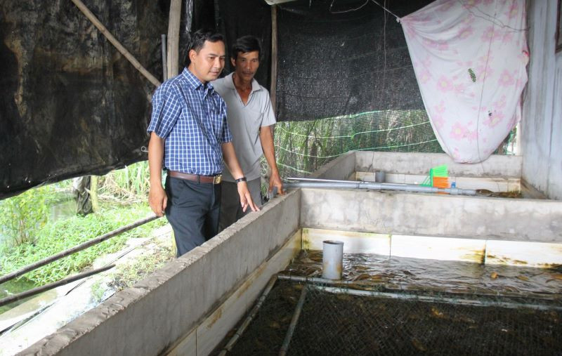 Mô hình nuôi lươn của hộ ông Lý Kim Thên.