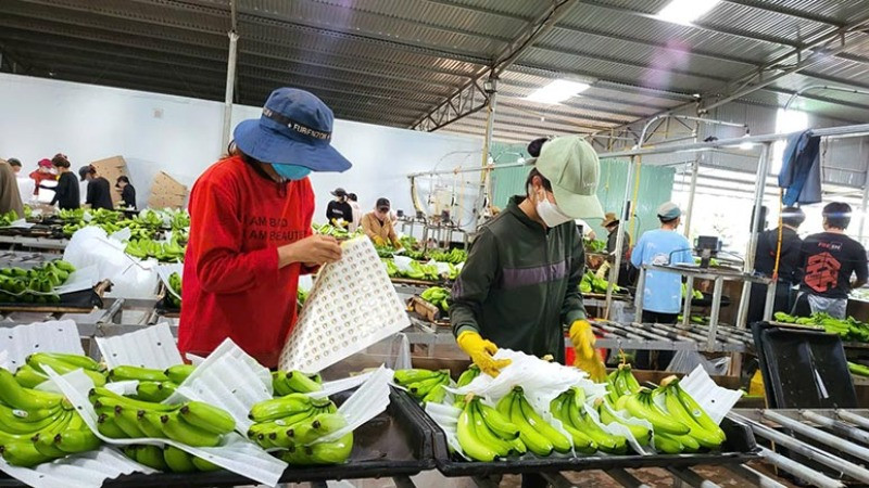 Chuối xuất khẩu, một hướng đi mới nhiều tiềm năng ở Gia Lai.