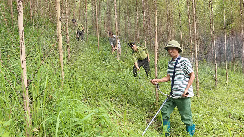Lực lượng kiểm lâm phối hợp với chủ rừng chăm sóc bảo vệ rừng trồng tại xã Đồng Vương, huyện Yên Thế (Bắc Giang). (Ảnh VŨ SINH)