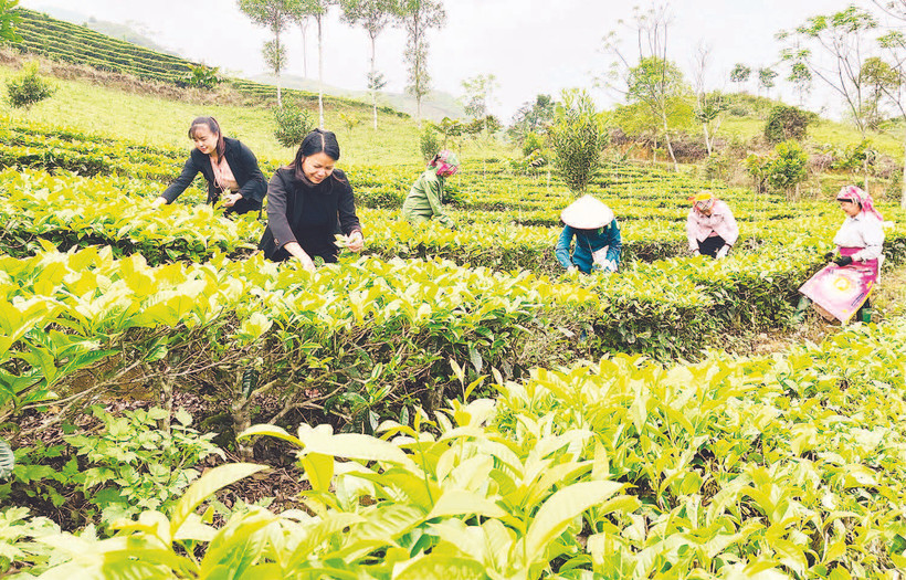 Thu hoạch chè shan tại xã Gia Hội, huyện Văn Chấn.