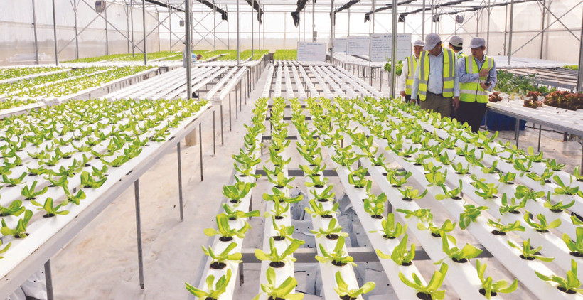 Trang trại DelcoFarm tại xã Nguyệt Đức, huyện Thuận Thành (Bắc Ninh).