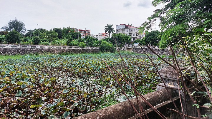 Ao làng đình Vẽ (Đông Ngạc, Bắc Từ Liêm, Hà Nội) cạn khô nước, nhiều cây dại mọc.