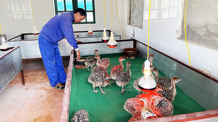 Chăm sóc đà điểu non.