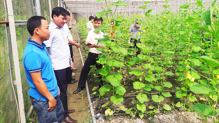 Anh Vân Anh (áo xanh) giới thiệu về mô hình sản xuất nông nghiệp sạch Sáu không Farm. Ảnh: NVCC