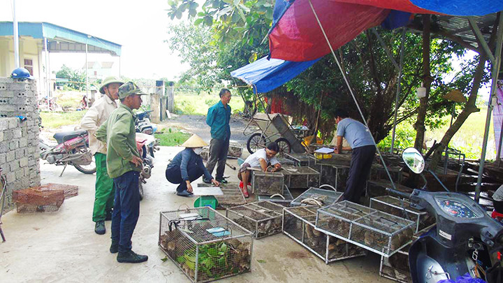 Đại lý thu mua chuột đồng Hồ Thành.