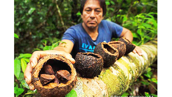 Thu hoạch quả hạch tại Brazil. Ảnh: GETTY