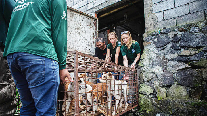 Các tình nguyện viên giải cứu chó tại chợ truyền thống. Ảnh: CNBC