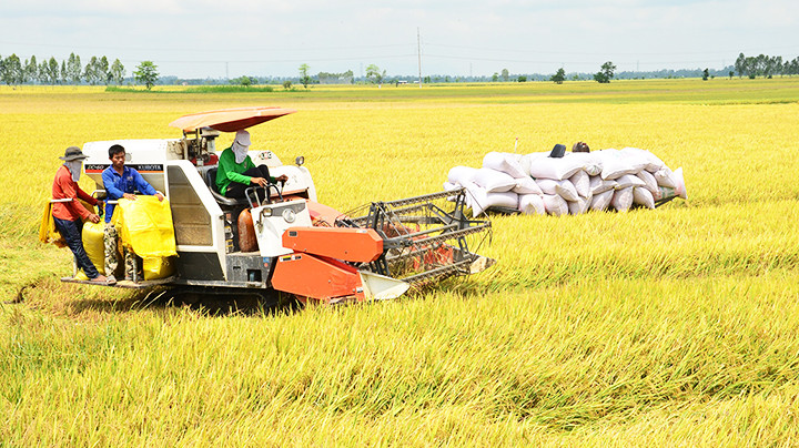 Thu hoạch lúa trên cánh đồng vùng tứ giác Long Xuyên (An Giang).
