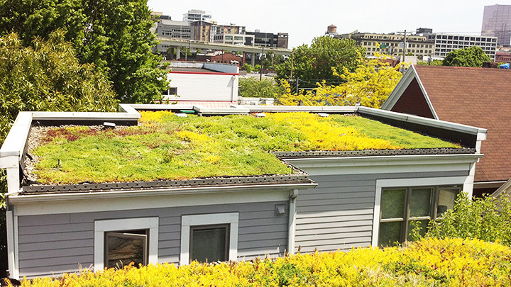 Mái nhà sinh thái được sử dụng rộng rãi ở Portland. Ảnh: MANNING DESIGN