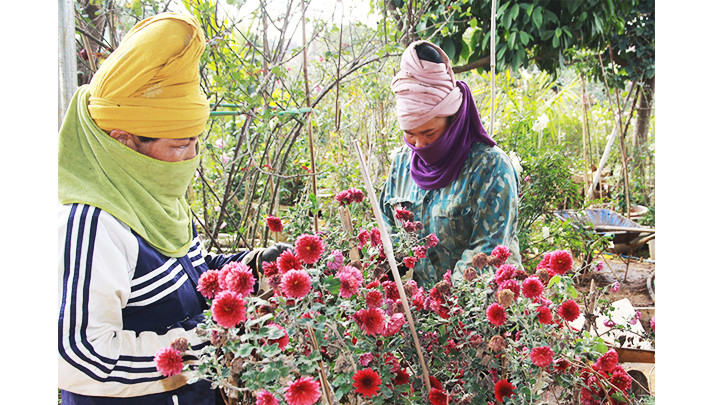 Sau rằm tháng Giêng là thời điểm cắt tỉa cúc cổ Sơn La để chuẩn bị cho mùa hoa sau.