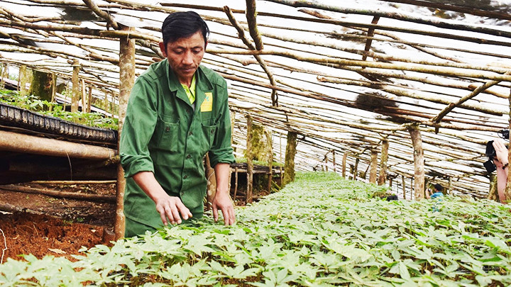 Phát triển sâm Việt Nam đến năm 2030, định hướng đến năm 2045