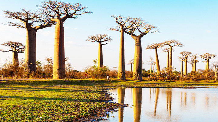 Châu Phi đối mặt với nạn phá rừng nghiêm trọng. Ảnh: EARTH