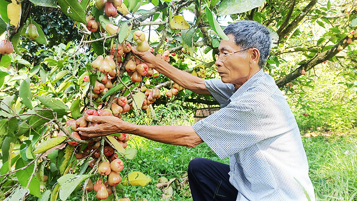 Ông Đặng Văn Cấp với mô hình trang trại sạch.