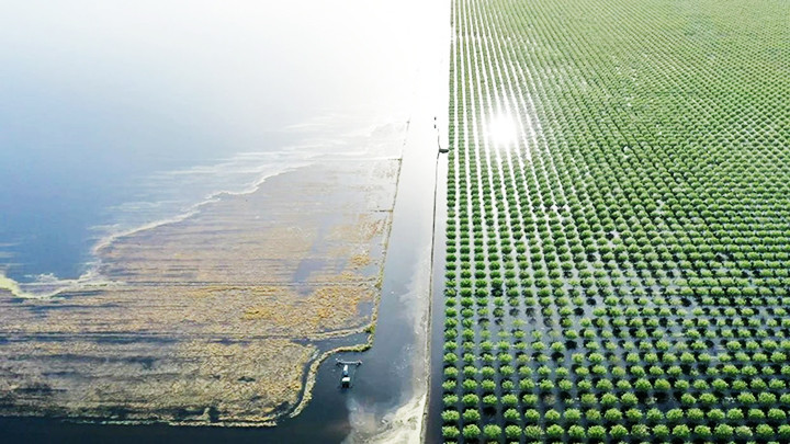 Cảnh quan vùng ngập nước ở hồ Tulare. Ảnh: CNN