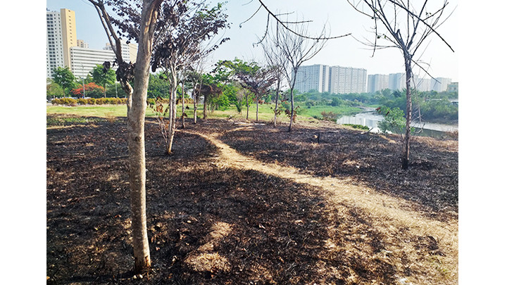  Rất nhiều cây xanh hàng chục tuổi bị đốt cháy đen gốc.