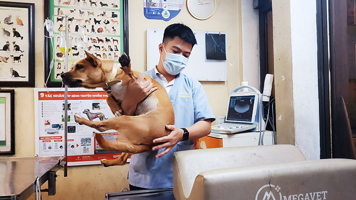 Nghề chăm sóc thú cưng đang phát triển ở Bình Định.