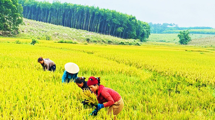 Đồng bào Vân Kiều, Pa Cô ở miền núi Quảng Trị vui đón mùa vàng.