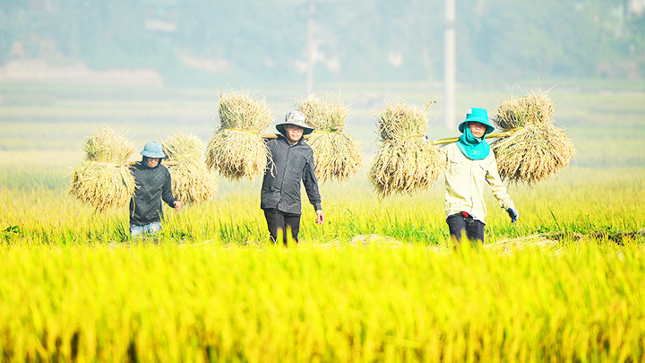 Niềm vui được mùa. 