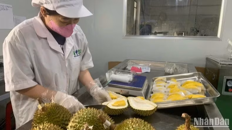 Nhân viên công ty tách sầu riêng để bán cho khách hàng.