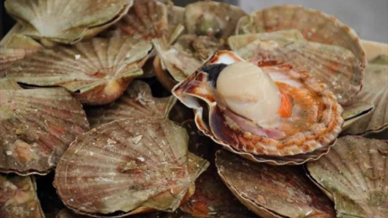 Trung Quốc hiện nhập khẩu nhiều nhất các loại ốc hương, nghêu và điệp. 