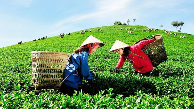 Tại Việt Nam, dù đã có những chính sách bước đầu và mô hình sản xuất hữu cơ đạt hiệu quả, song thực tế cho thấy lĩnh vực này vẫn còn phát triển chậm, phân tán và chưa tương xứng với tiềm năng.